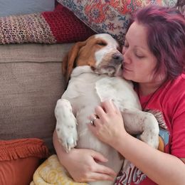 Trevor - Basset Hound