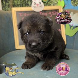 Rabbit - Sable female German Shepherd puppy in Livingston, Kentucky from Illyria Dox & GSD