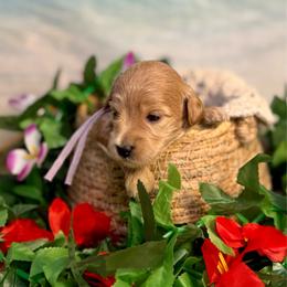 Oyster - Apricot female Goldendoodle puppy in Haltom City, Texas from Ohana Doodles