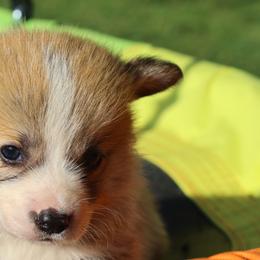 Cardigan Welsh Corgis and Pembroke Welsh Corgis from Katie's Corgis - VKM Farmstead