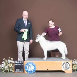 Vision - Siberian Husky