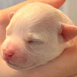 Boy 1 - White and buff male Bichon Frise puppy in Lavon, Texas from Sissy’s Heavenly Paws