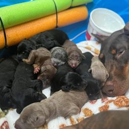 Doberman Pinscher Puppies from Aaliyah’s Dobies