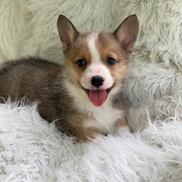 Pembroke Welsh Corgi Puppies from Southern Magnolia Corgis
