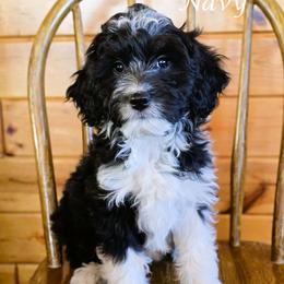 Navy - Black tri-color female Aussiedoodle puppy in Lancaster, Minnesota from Wilson Cattle Co.