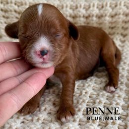 Penne - Red male Cavapoo puppy in Pagosa Springs, Colorado from Selah Mountain Dogs
