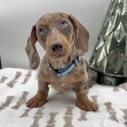 Bluey - Dapple male Dachshund puppy in Goodyear, Arizona from AZ Royal Doxies llc