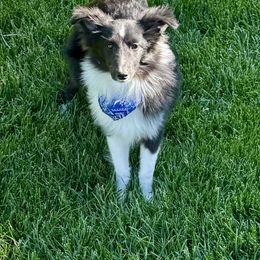 Shetland Sheepdog and Toy Shetland Sheepdog All Grown Up from M7’s Shelties, Toonies & AussieDoodles