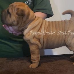 Libery - Fawn female Chinese Shar-Pei puppy in Columbus, Indiana from Royal Guard Shar Pei