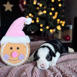 Dolphin - Black and white female Chinese Crested puppy in New Smyrna Beach, Florida from FronkLinn Kennel