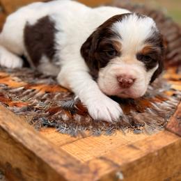 Dutch - Liver white and tan female English Springer Spaniel puppy in Uvalda, Georgia from Willow Creek Farms
