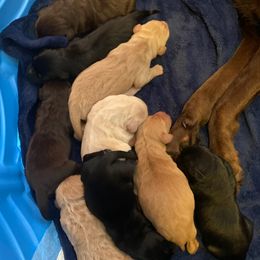 Labradoodles and Labrador Retrievers from AAA Ranch