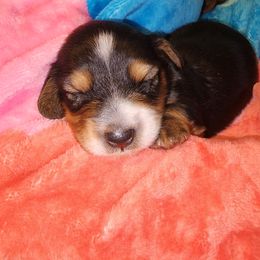 Boy 2 - Black and tan Dachshund puppy in Pocahontas, Arkansas from Brasher-Davis Dachshunds