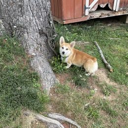Baryl - Pembroke Welsh Corgi