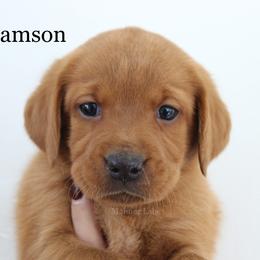 Labrador Retriever Puppies from Mahner Labs