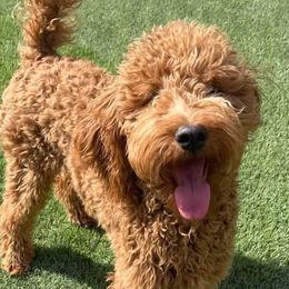 Journey - Goldendoodle