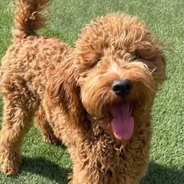 Journey - Goldendoodle