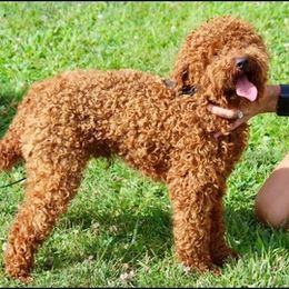 Cavapoos from Ellen's Cavapoos