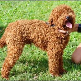 Cavapoos from Ellen's Cavapoos