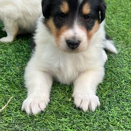 Basil - Black white and tan male Collie puppy in Henderson, Nevada from River Spirit Collies