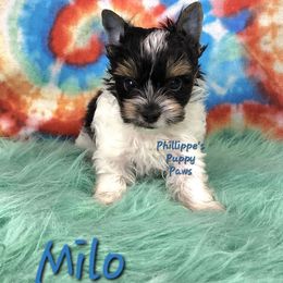 Milo - Parti male Yorkshire Terrier puppy in Adair, Oklahoma from Phillippe's Puppy Paws