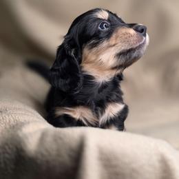 Peter-AKC - Black and cream male Dachshund puppy in Tucson, Arizona from Crowned Doxies
