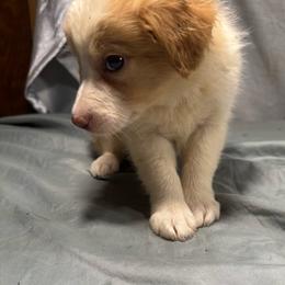 F1 - White and gold female Border Collie puppy in Meridian, Mississippi from Border Hollow Border Collies