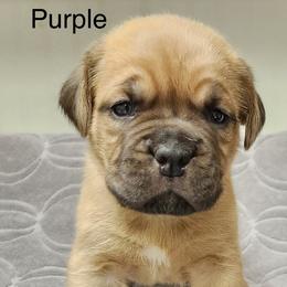 Small black female - Red female Dogue de Bordeaux puppy in Mazomanie, Wisconsin from Blue Horizons Bordeaux