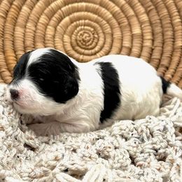 Blizzard - Assorted Doodle Crosses puppy from Lucky Dog Puppies