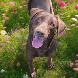 Brook - Labrador Retriever
