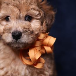 Mateo - Merle male Goldendoodle puppy in Forney, Texas from Diamond Doodle Pups and Poodles