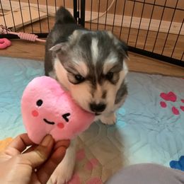 Siberian Husky Puppies from Canace Siberians