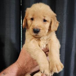 Green collar - Dark golden male Golden Retriever puppy in Boulder, Montana from Sharee's Golden Retrievers