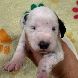 Star - White and black female Dalmatian puppy in Newfoundland, Pennsylvania from Poconopaws
