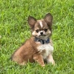 Humpty Dumpty - Black sabled fawn male Chihuahua puppy in Gloucester, Virginia from Charlotte's Web of Chihuahuas