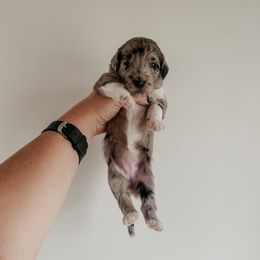 Samaria - Merle female Sheepadoodle puppy in Wabash, Indiana from DOODCompany