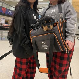 Rottweiler Puppies from KarmaKennelPNW