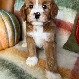 Ember - Red  female Goldendoodle puppy in Ottawa, Ohio from Simply Beautiful Goldendoodles