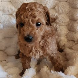 Bambi - Apricot male Poodle puppy in San Tan Valley, Arizona from Desert Storm Poodles