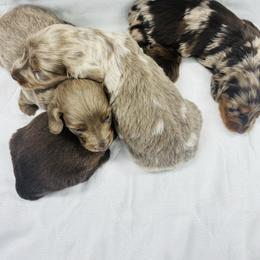 Josephine - Fawn (isabella) and tan female Dachshund puppy in Altus, Oklahoma from Johnson Prairie Pups