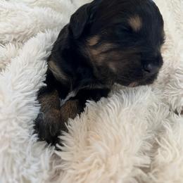 Cyrus - Phantom male Bernedoodle puppy in Gilbert, Arizona from LittleLegacyDoodles