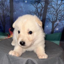 Gram - White male German Shepherd puppy in Magnolia, Texas from K & Q Shepherds
