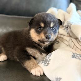 Ellis - Tri-color female Pomsky puppy in Doon, Iowa from Luxury Pomsky