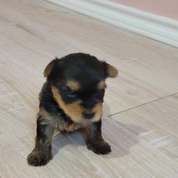 BLAZE - Black and tan male Yorkshire Terrier puppy in Chickasha, Oklahoma from SISSYS YORKIES