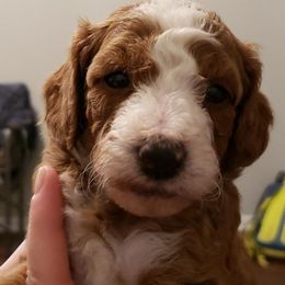 Girl 1 - Poodle puppy from Stutman Hollow Poodles