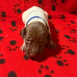 Blue - Liver roan male German Shorthaired Pointer puppy in Jackson, Georgia from Rosengrace Gsps (formerly Tiner GSP’s)