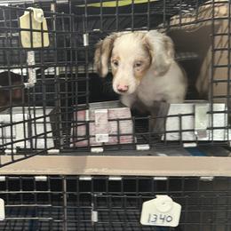 Cockapoo, Dachshund, and Miniature Schnauzer Puppies from LUXEYPUPS