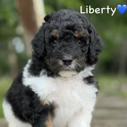 Liberty - Black tri-color male Aussiedoodle puppy in Lancaster, Minnesota from Finney Ranch