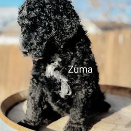 Goldendoodle Puppies from Houservillekennels