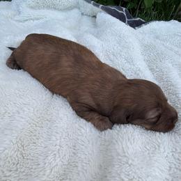 Chocolate Cream Brindle - Brindle female Dachshund puppy in Shelley, Idaho from Journey’s End Dachshunds